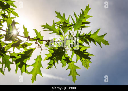 Eiche Zweig mit Blättern und Eicheln in der natürlichen Sonne-Hintergrundbeleuchtung Stockfoto