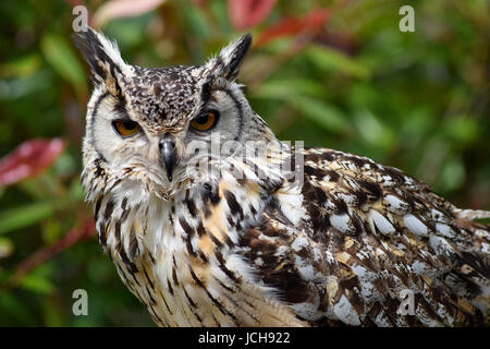 Bengalen-Uhu Stockfoto