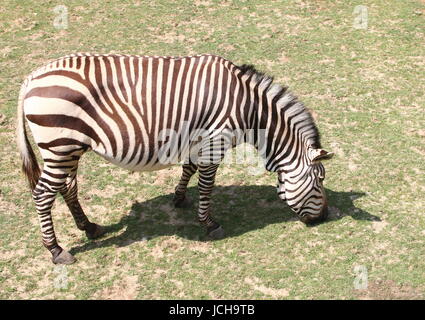 Hartmann Bergzebra (Equus Zebra Hartmannae), eine seltene Unterart des South African Mountain Zebra, gefunden im westlichen Angola und Namibia. Stockfoto