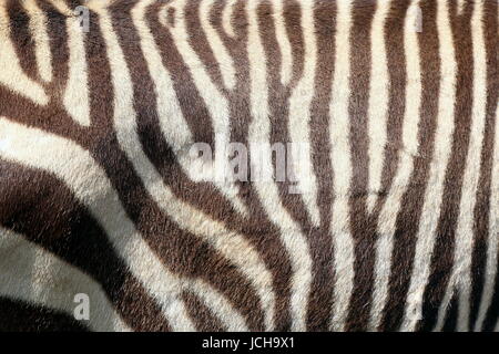 Extreme Nahaufnahme der gestreifte Haut Muster von einem südafrikanischen Hartmann Bergzebra (Equus Zebra Hartmannae). Stockfoto