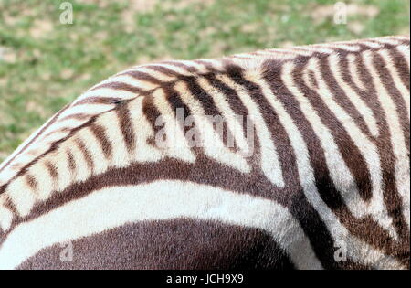 Extreme Nahaufnahme der gestreifte Haut Muster von einem südafrikanischen Hartmann Bergzebra (Equus Zebra Hartmannae). Stockfoto