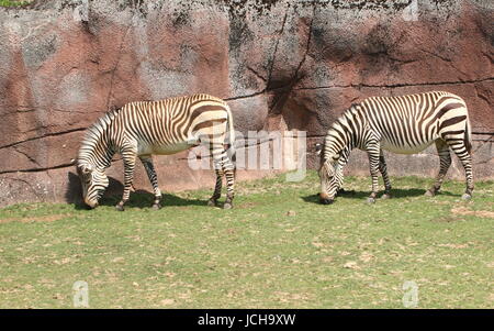 Hartmann Bergzebra (Equus Zebra Hartmannae), eine seltene Unterart des South African Mountain Zebra, gefunden im westlichen Angola und Namibia. Stockfoto