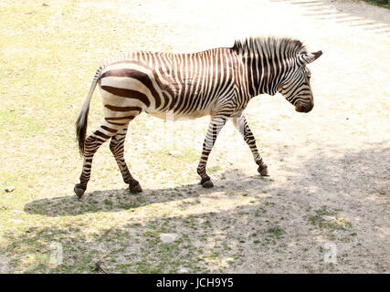 Hartmann Bergzebra (Equus Zebra Hartmannae), eine seltene Unterart des South African Mountain Zebra, gefunden im westlichen Angola und Namibia. Stockfoto