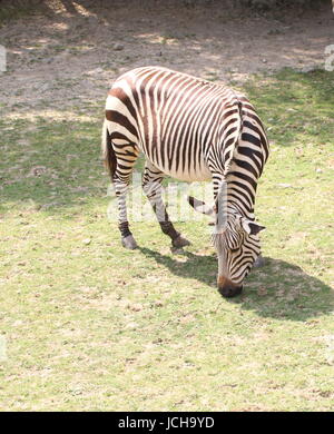 Hartmann Bergzebra (Equus Zebra Hartmannae), eine seltene Unterart des South African Mountain Zebra, gefunden im westlichen Angola und Namibia. Stockfoto