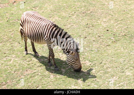 Hartmann Bergzebra (Equus Zebra Hartmannae), eine seltene Unterart des South African Mountain Zebra, gefunden im westlichen Angola und Namibia. Stockfoto
