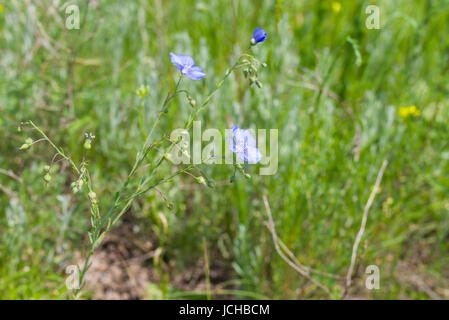 Wild "Linum" (Flachs) Pflanzen in der Blütezeit im frühen Sommersaison Stockfoto