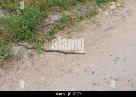 Würfel-Schlange (Natrix Tessellata) versucht, seinen Körper auf eine Steinstraße warm Stockfoto
