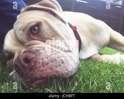 eine Olde Tyme Bulldogge Hündin Verlegung auf dem Rasen Stockfoto