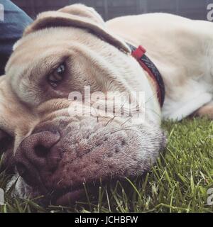 eine Olde Tyme Bulldogge Hündin Verlegung auf dem Rasen Stockfoto