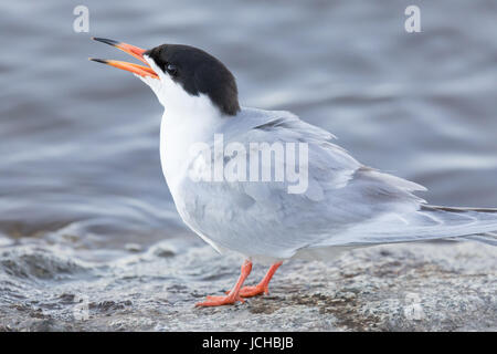 Gemeinsamen Seeschwalbe (Sterna Hirundo) Erwachsenen thront am See und Berufung. Stockfoto