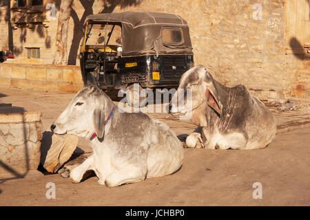 Symbole der Indien - Kühe auf der Straße und eine Autorikscha. Jaisalmer, Rajasthan, Indien. Stockfoto