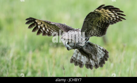 Großen grau-Eule (Strix Nebulosa) konzentriert sich auf und in der Nähe des Ziels mit einem schönen grünen Hintergrund unscharf gestellt Stockfoto