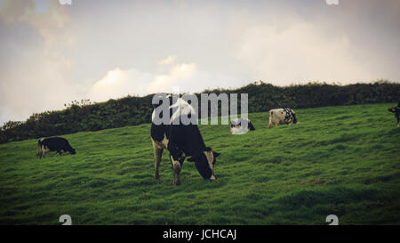 Kühe auf der grünen Wiese. Azoren, Portugal Stockfoto