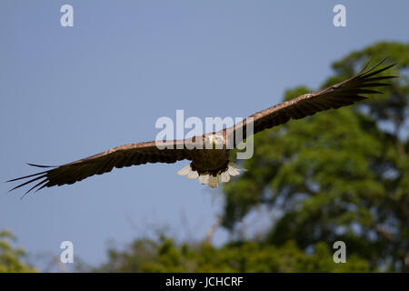 Erwachsenen White Tailed Eagle auf der Flucht in den schottischen Highlands Stockfoto