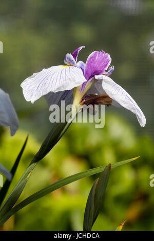 Veined weiß fällt und Normen der Frühsommer blühenden Wasser Iris, Iris Ensata 'Dresden China' lila Stockfoto