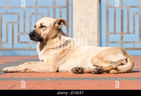 Entspannter Hund Stockfoto