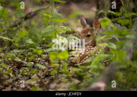 Ein Kitz Whitetail Deer versteckt im Wald. Stockfoto