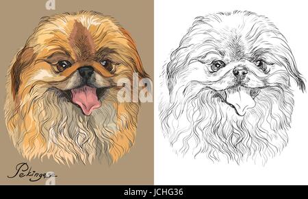 Farbige Pekinese Hund Portrait auf Beige Hintergrund und und schwarze Farbe auf weißem Hintergrund Vektor Handzeichnung Abbildung Stock Vektor