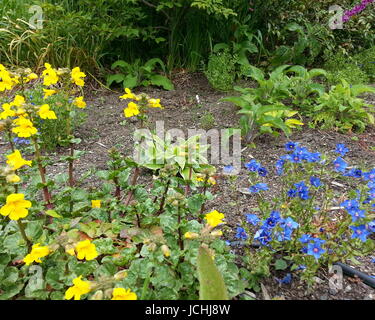 Blau und gelb kontrastierenden Blumen Stockfoto