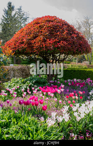 In der Nähe des farbenfrohen Tulpen im Frühjahr in der Normandie, Frankreich Stockfoto
