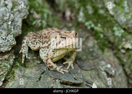 Nordamerikanische Fowlers Kröte - Virginia USA Stockfoto