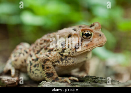 Nordamerikanische Fowlers Kröte - Virginia USA Stockfoto