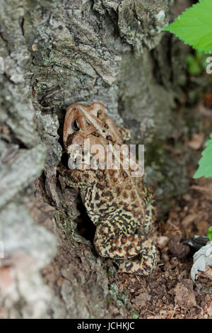 Nordamerikanische Fowlers Kröte - Virginia USA Stockfoto