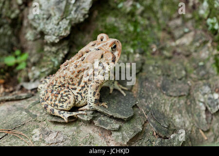 Nordamerikanische Fowlers Kröte - Virginia USA Stockfoto