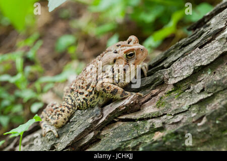 Nordamerikanische Fowlers Kröte - Virginia USA Stockfoto