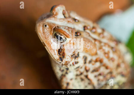 Nordamerikanische Fowlers Kröte - Virginia USA Stockfoto