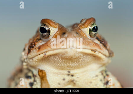 Nordamerikanische Fowlers Kröte - Virginia USA Stockfoto