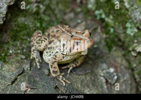 Nordamerikanische Fowlers Kröte - Virginia USA Stockfoto