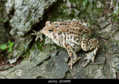 Nordamerikanische Fowlers Kröte - Virginia USA Stockfoto