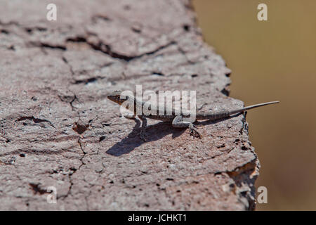 Seite-blotched Eidechse auf Felsen (Uta Stansburiana Elegans) - Mojave-Wüste, Kalifornien USA Stockfoto