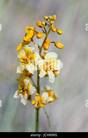 In der Nähe der Wüste Senna bush Blüten (Senna armata) - Mojave Wüste, Kalifornien, USA Stockfoto
