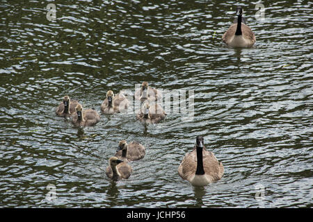 Cambridge, Cambridgeshire, England UK. Bootfahren auf dem Fluss Cam zeigt Brücke Clare College in Cambridge. Juni 2017 Stockfoto