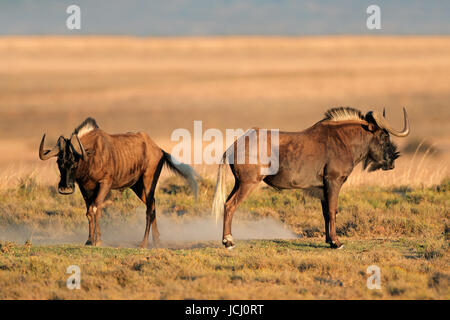 Ein paar schwarze Gnus (Connochaetes Gnou), Süd Afrika Stockfoto