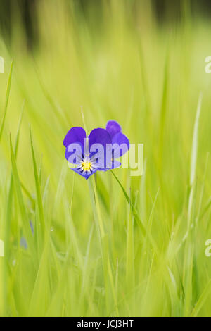 Viola Tricolor. Wilde Stiefmütterchen / Stiefmütterchen Blume Gras. UK Stockfoto