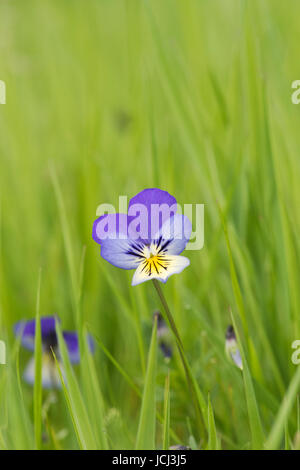 Viola Tricolor. Wilde Stiefmütterchen / Stiefmütterchen Blume Gras. UK Stockfoto