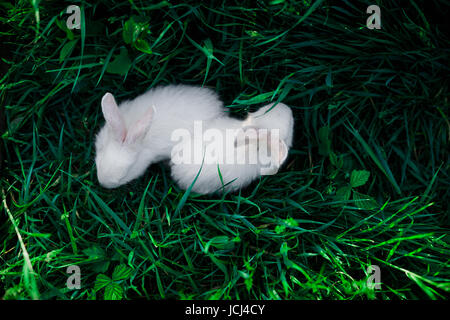 Zwei kleine Kaninchen vor dem Hintergrund einer saftig grünen Rasen, Ansicht von oben. Stockfoto