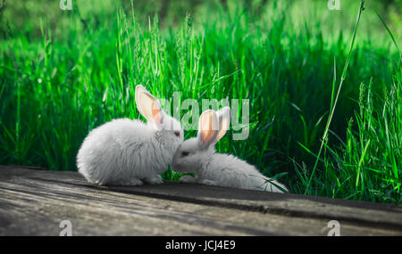 Zwei kleine weiße Kaninchen zusammen, vor dem Hintergrund einer saftigen Rasen. Stockfoto