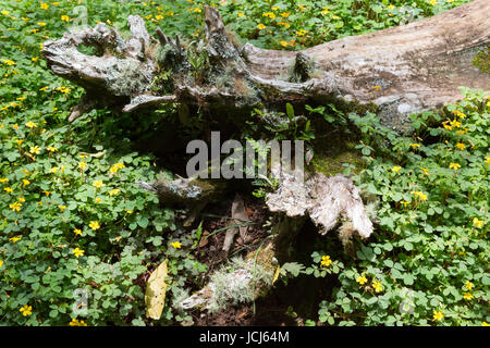 Gelber Sauerklee (Oxalis Corniculata) blühende Pflanze wächst und für einen toten Baumstamm auf dem Waldboden Stockfoto