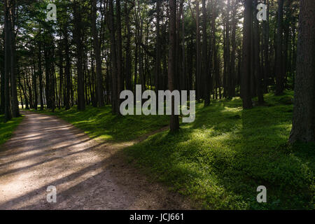 Goldenes Licht in Glas Allt-Shiel, durch Loch Muick in den Cairngorms Stockfoto