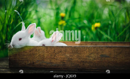 Drei schöne flauschige Kaninchen sitzen in einer Holzkiste auf einem alten Holzbrett im Sommergarten. Konzept: Kleine weiße Kaninchen. Stockfoto