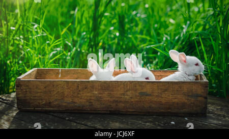 Drei schöne flauschige Kaninchen sitzen in einer Holzkiste auf einem alten Holzbrett im Sommergarten. Konzept: Kleine weiße Kaninchen. Stockfoto