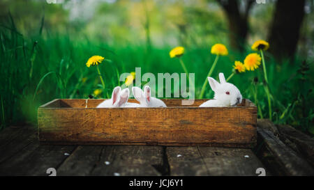 Drei schöne flauschige Kaninchen sitzen in einer Holzkiste auf einem alten Holzbrett im Sommergarten. Konzept: Kleine weiße Kaninchen. Stockfoto