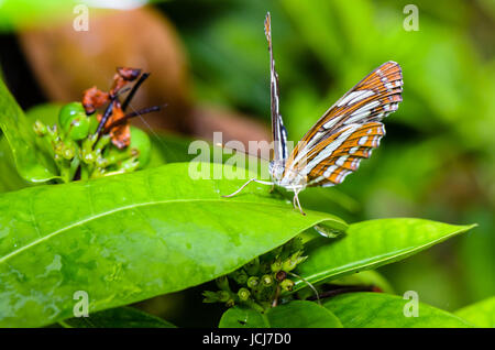 Gemeinsamen Seemann (Neptis Hylas Papaja) Schmetterling ruht auf einem Blättern in Thailand Stockfoto