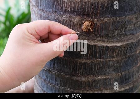 Ökologie und Umwelt-Konzept, Nahaufnahme von Hand kümmert sich um die Palme im Garten. Stockfoto