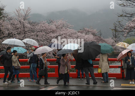 Leuchtend rote Geländer einer Brücke über einen Kanal in Kyoto, wo Japaner mit Sonnenschirmen zu in den Regen, Kirsche Bäumen blühen entlang des Kanals Fuß sind. Stockfoto