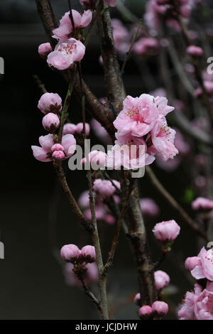 Drei Blüten auf Knospe-gefüllte Filialen eröffnen sich zu Jahresbeginn das Kirschblütenfest in Japan; rosa Blüten, die braunen Zweige, dunklen Hintergrund. Stockfoto